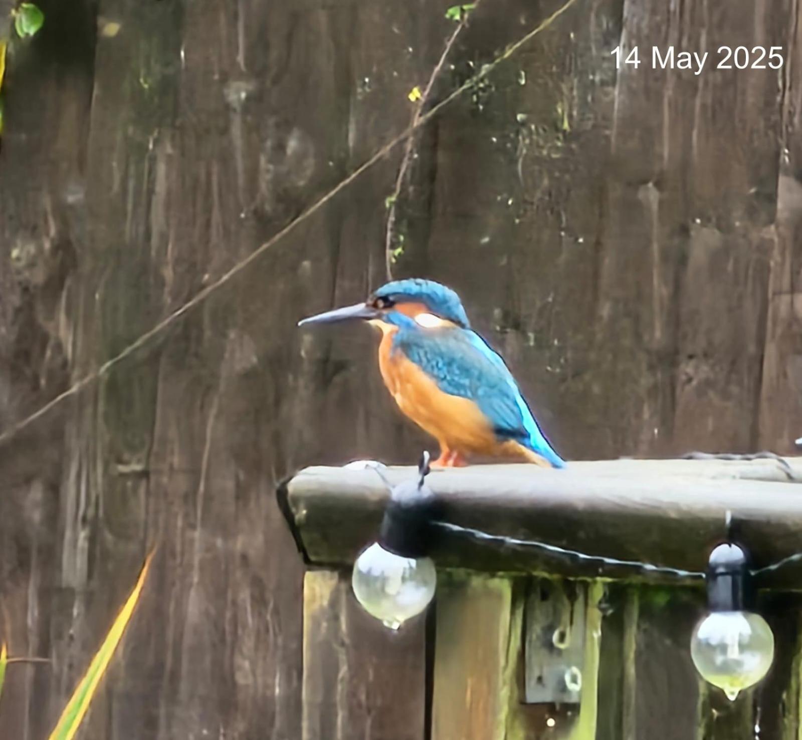 Woodies Peasmarsh Экстерьер фото